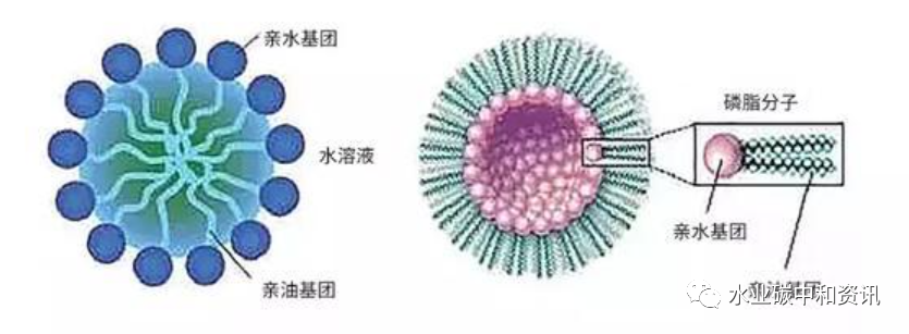 表面活性劑對污水處理效果的影響與機理 新聞資訊 第1張-