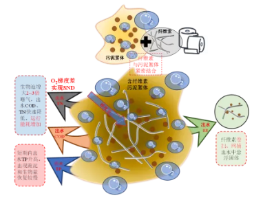 纖維素對(duì)污水生物處理系統(tǒng)性能的影響及機(jī)理分析 新聞資訊 第7張-